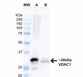 Western Blot - Anti-VDAC1 / Porin Antibody [S152B-23] (A304822) - Antibodies.com