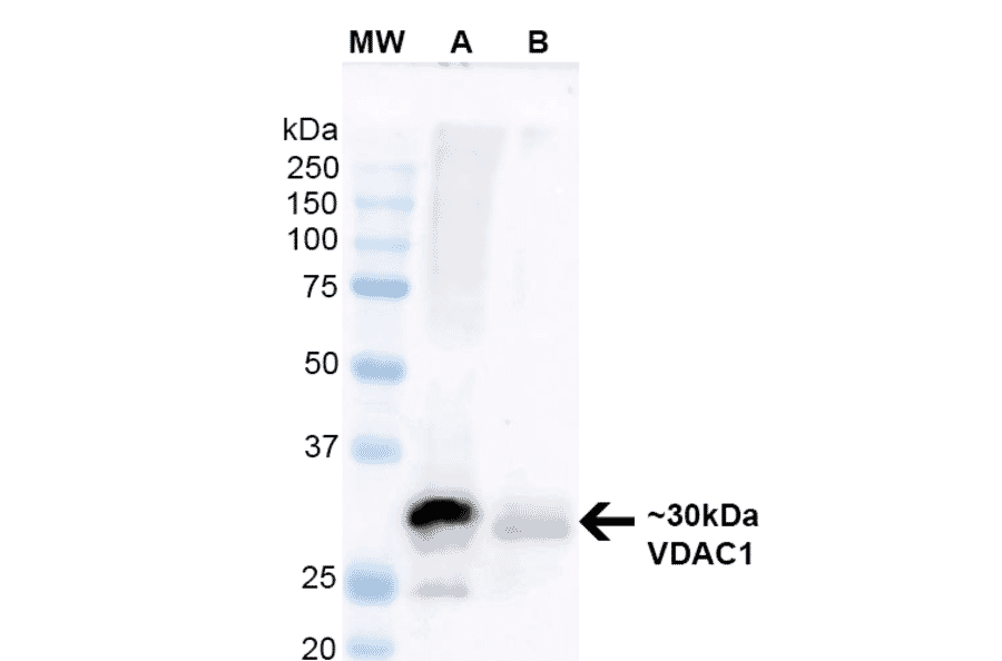 Western Blot - Anti-VDAC1 / Porin Antibody [S152B-23] (A304822) - Antibodies.com