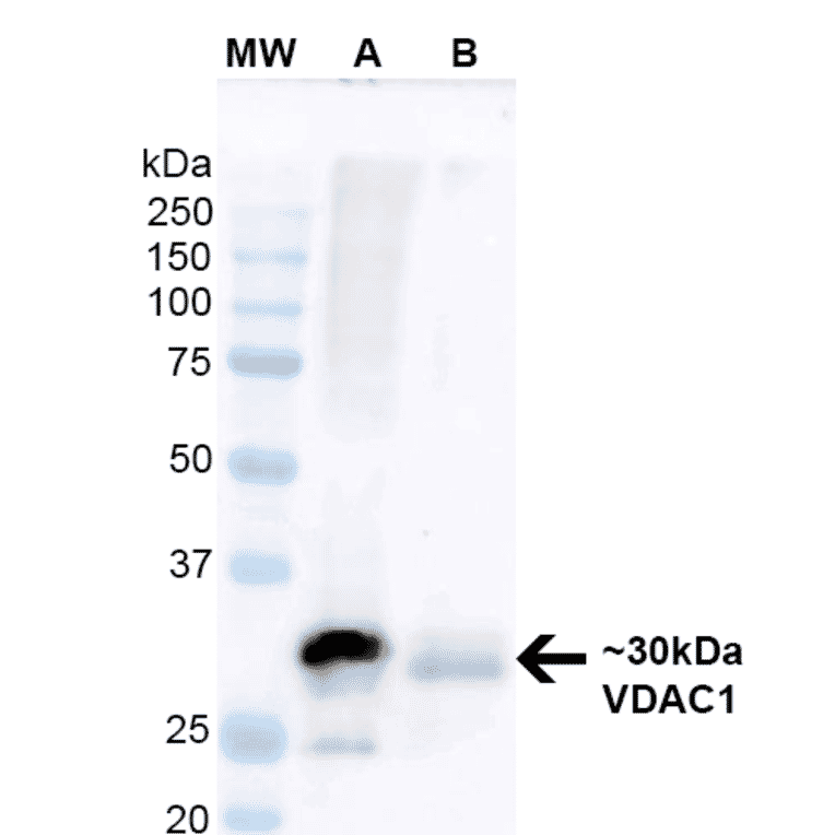 Western Blot - Anti-VDAC1 / Porin Antibody [S152B-23] (A304822) - Antibodies.com