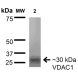 Western Blot - Anti-VDAC1 / Porin Antibody [S152B-23] (A304822) - Antibodies.com