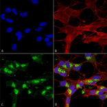 Immunocytochemistry/Immunofluorescence - Anti-VDAC1 / Porin Antibody [S152B-23] (A304822) - Antibodies.com