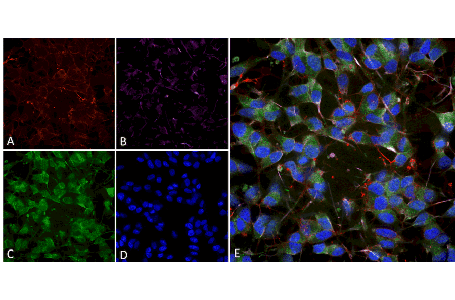 Immunocytochemistry/Immunofluorescence - Anti-VGluT1 Antibody [S28-9] (A304823) - Antibodies.com