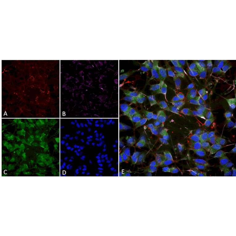 Immunocytochemistry/Immunofluorescence - Anti-VGluT1 Antibody [S28-9] (A304823) - Antibodies.com