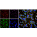 Immunocytochemistry/Immunofluorescence - Anti-VGluT1 Antibody [S28-9] (A304823) - Antibodies.com