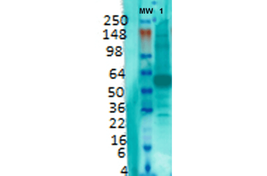 Western Blot - Anti-VGluT1 Antibody [S28-9] (A304823) - Antibodies.com