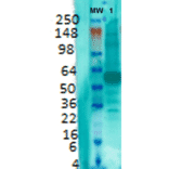 Western Blot - Anti-VGluT1 Antibody [S28-9] (A304823) - Antibodies.com