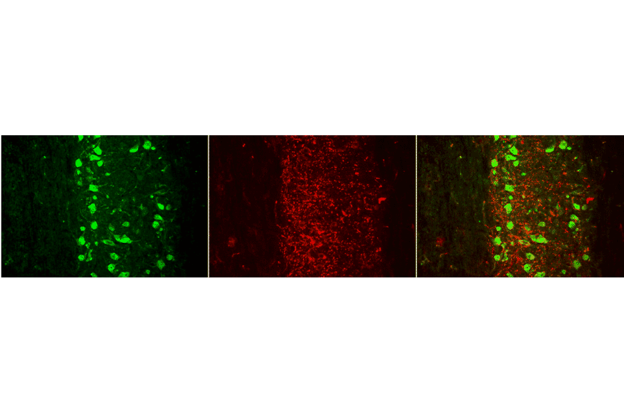 Immunohistochemistry - Anti-VGluT1 Antibody [S28-9] (A304823) - Antibodies.com