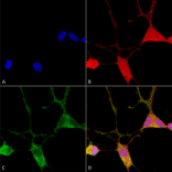 Immunocytochemistry/Immunofluorescence - Anti-VGluT1 Antibody [S28-9] (A304823) - Antibodies.com