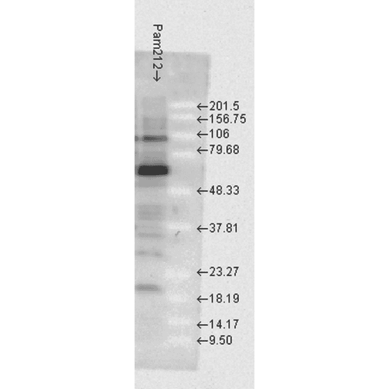 Western Blot - Anti-HSP70 Antibody (A304824) - Antibodies.com