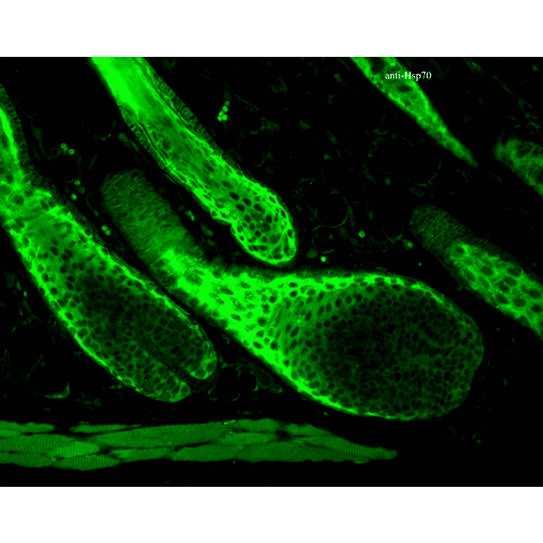 Immunohistochemistry - Anti-HSP70 Antibody (A304824) - Antibodies.com