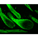 Immunohistochemistry - Anti-HSP70 Antibody (A304824) - Antibodies.com