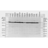 Western Blot - Anti-HSP70 Antibody (A304824) - Antibodies.com