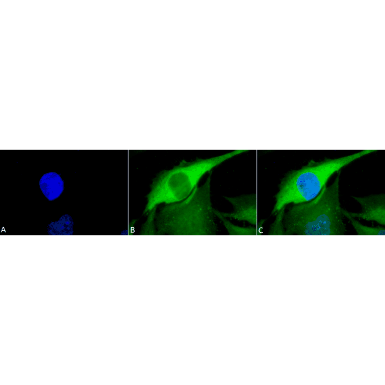 Immunocytochemistry/Immunofluorescence - Anti-HSP70 Antibody (A304824) - Antibodies.com