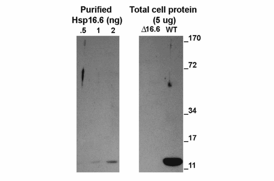 Western Blot - Anti-HSP16.6 Antibody (A304829) - Antibodies.com
