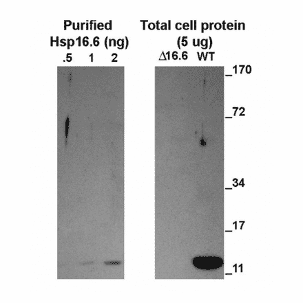 Western Blot - Anti-HSP16.6 Antibody (A304829) - Antibodies.com