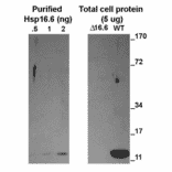 Western Blot - Anti-HSP16.6 Antibody (A304829) - Antibodies.com