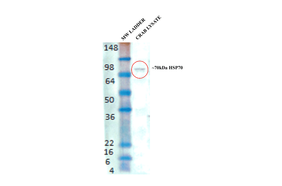Western Blot - Anti-HSP70 Antibody (A304830) - Antibodies.com