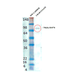 Western Blot - Anti-HSP70 Antibody (A304830) - Antibodies.com