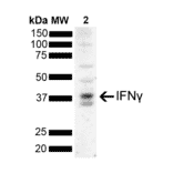 Western Blot - Anti-IFN gamma Antibody [N2P2D5-A10] (A304834) - Antibodies.com