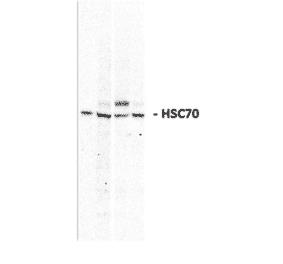 Western Blot - Anti-HSC70 Antibody (A304835) - Antibodies.com