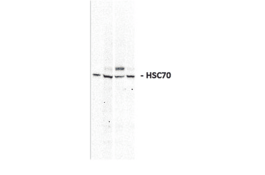 Western Blot - Anti-HSC70 Antibody (A304835) - Antibodies.com