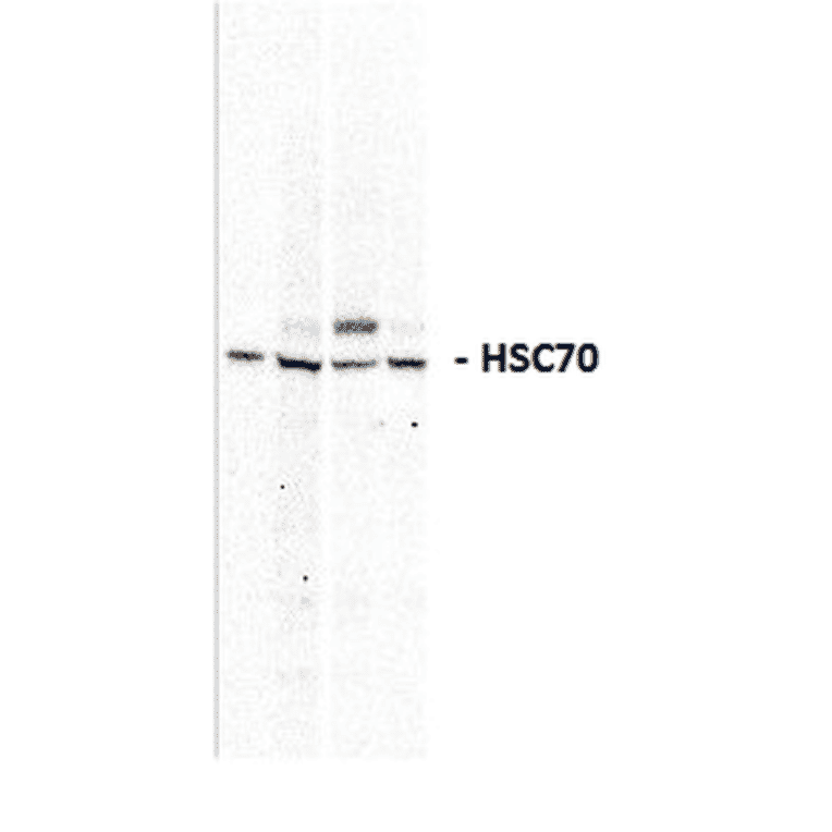 Western Blot - Anti-HSC70 Antibody (A304835) - Antibodies.com