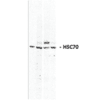 Western Blot - Anti-HSC70 Antibody (A304835) - Antibodies.com