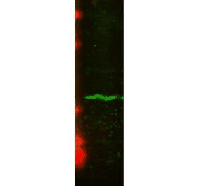 Western Blot - Anti-CENPA Antibody [5A7-2E11] (A304838) - Antibodies.com