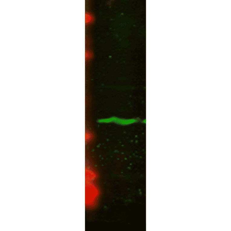 Western Blot - Anti-CENPA Antibody [5A7-2E11] (A304838) - Antibodies.com