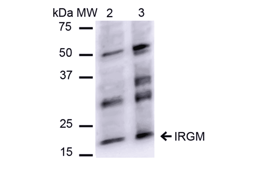 Western Blot - Anti-IRGM Antibody (A304839) - Antibodies.com