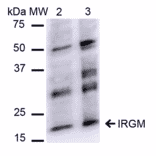 Western Blot - Anti-IRGM Antibody (A304839) - Antibodies.com