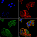 Immunocytochemistry/Immunofluorescence - Anti-IRGM Antibody (A304839) - Antibodies.com