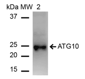 Western Blot - Anti-ATG10 Antibody (A304840) - Antibodies.com