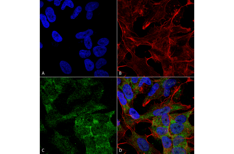 Immunocytochemistry/Immunofluorescence - Anti-ATG10 Antibody (A304840) - Antibodies.com