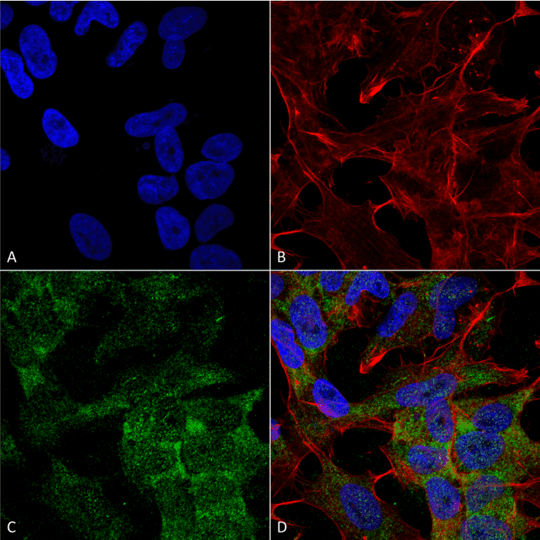 Immunocytochemistry/Immunofluorescence - Anti-ATG10 Antibody (A304840) - Antibodies.com