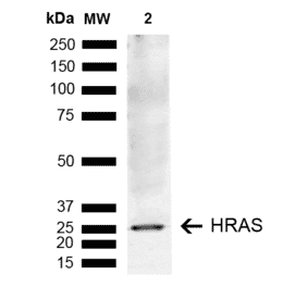 Western Blot - Anti-GTPase HRAS Antibody (A304841) - Antibodies.com
