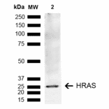 Western Blot - Anti-GTPase HRAS Antibody (A304841) - Antibodies.com