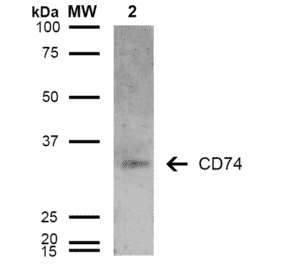 Western Blot - Anti-CD74 Antibody [6D9] (A304843) - Antibodies.com