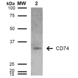 Western Blot - Anti-CD74 Antibody [6D9] (A304843) - Antibodies.com