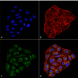 Immunocytochemistry/Immunofluorescence - Anti-CD74 Antibody [1B8 ] (A304844) - Antibodies.com