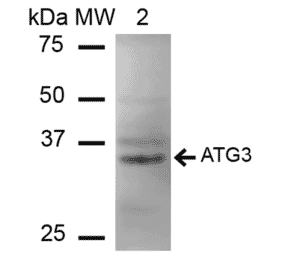 Western Blot - Anti-ATG3 Antibody (A304845) - Antibodies.com