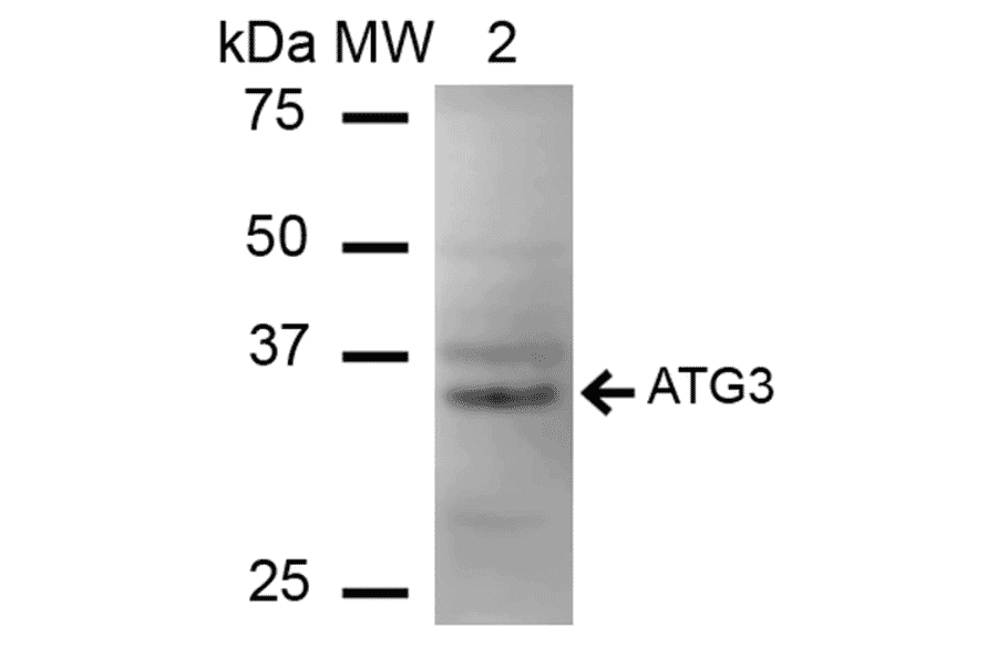 Western Blot - Anti-ATG3 Antibody (A304845) - Antibodies.com