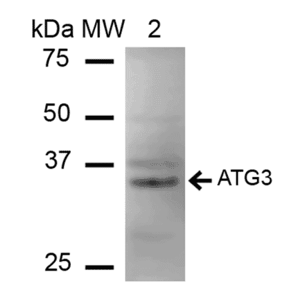 Western Blot - Anti-ATG3 Antibody (A304845) - Antibodies.com