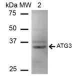 Western Blot - Anti-ATG3 Antibody (A304845) - Antibodies.com