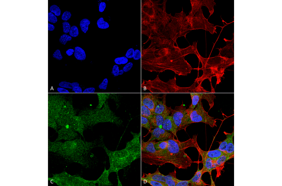 Immunocytochemistry/Immunofluorescence - Anti-ATG3 Antibody (A304845) - Antibodies.com