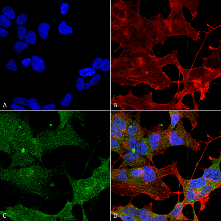 Immunocytochemistry/Immunofluorescence - Anti-ATG3 Antibody (A304845) - Antibodies.com