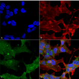 Immunocytochemistry/Immunofluorescence - Anti-ATG3 Antibody (A304845) - Antibodies.com