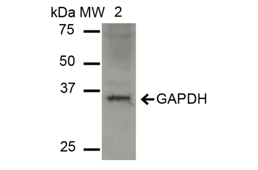 Western Blot - Anti-GAPDH Antibody (A304846) - Antibodies.com