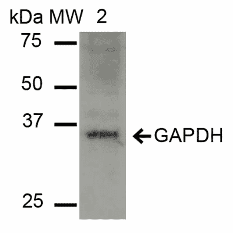 Western Blot - Anti-GAPDH Antibody (A304846) - Antibodies.com