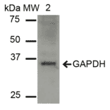 Western Blot - Anti-GAPDH Antibody (A304846) - Antibodies.com